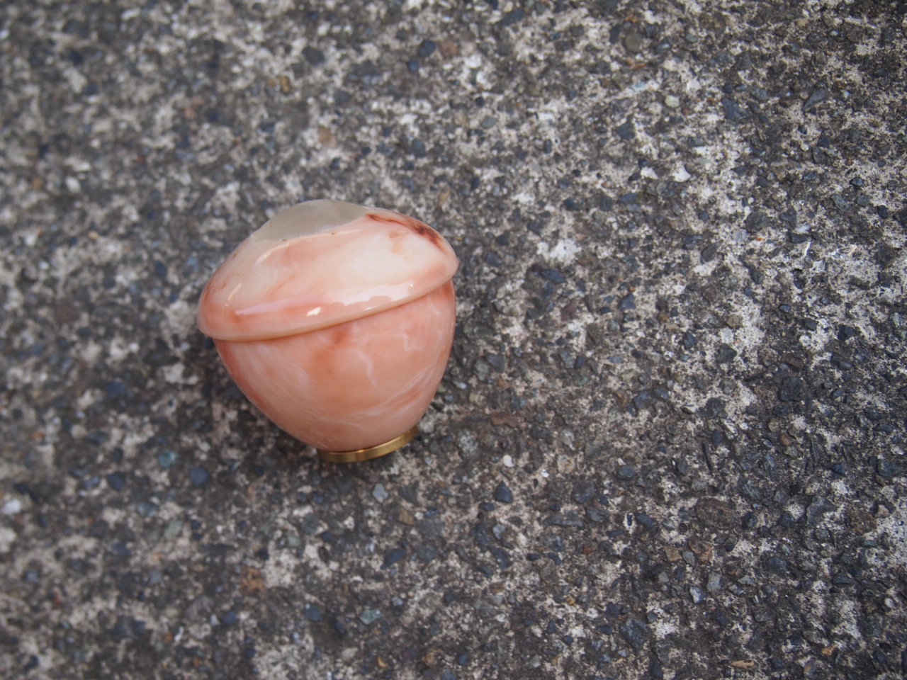 サンテイノブ（犬